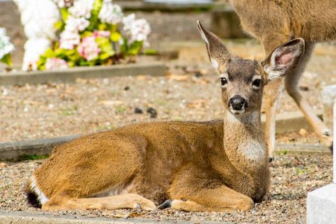 Download Image, Flower Background, Photo Download, Flower Backgrounds, Art Reference, Deer, Carving, Stock Photos, Google Search