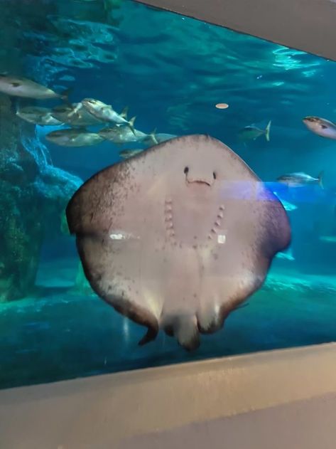 Cute Stingray, Manta Ray, Stingray, Cute Funny Animals, Funny Animals, Swimming, Fish, Funny, Animals