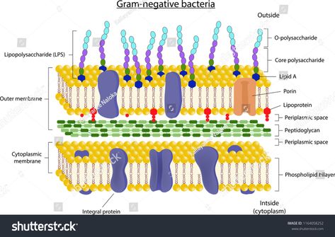 Cell Wall Structure, Wall Structure, Gram Negative Bacteria, Cell Wall, Plant Cell, Science Biology, Instagram Theme, Structure Design, Aesthetic Instagram Theme