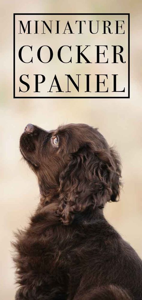 Miniature Cocker Spaniel – Is This Dog Right For You? Cokers Spaniel, Brown Cocker Spaniel Puppy, Cocker Spaniel Adult, Mini Cocker Spaniel, Sprocker Spaniel Puppies, American Cocker Spaniel Puppies, Cocker Spaniel Breeders, Cocker Spaniel Haircut, Black Cocker Spaniel Puppies