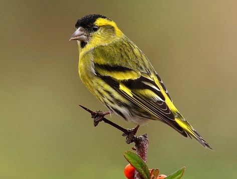 Hawfinch, Greenfinch, Siskin, Bird Feeding Station, Animal Cutouts, Yarn Painting, What Is A Bird, Common Birds, Bird Carving