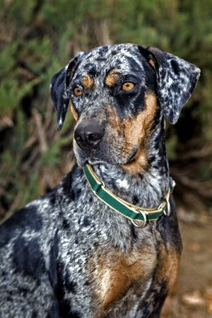 Catahoula Leopard Dog is the only surviving dog to have been bred by Native Americans. Catahoula Dog, Beauceron Dog, Louisiana Catahoula Leopard Dog, Pretty Dog, Catahoula Leopard, Catahoula Leopard Dog, Leopard Dog, Hunting Dogs, Beautiful Dogs