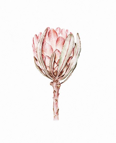 Watercolor botanical drawing of Protea in Procreate Protea Drawing, Protea Watercolor Painting, Protea Sketch, Protea Line Drawing Tattoo, Protea Flower Illustration, Protea Illustration, Watercolour Protea Flower, Watercolor Painting Easy, Tattoos To Cover Scars