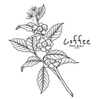 Coffee Collection Vectors, Photos and PSD files | Free Download Coffee Plant Tattoo Minimalist, Coffee Branch Tattoo, Coffee Plant Drawing, Coffee Flower Tattoo, Coffee Plant Illustration, Coffee Plant Tattoo, Tattoo Cafe, Coffee Artwork, Coffee Collection