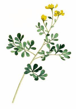 Rue Plant Tattoo, Rue Tattoo, Rue Flower, Rue Plant, Herb Tattoo, Herbs Image, Plant Tattoo, Tattoo Project, Arte Inspo