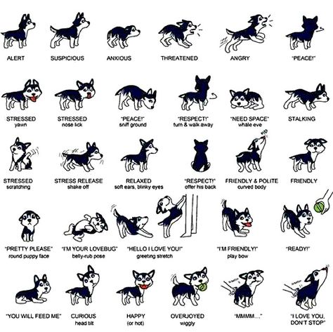 Husky behavior Husky Tattoo Siberian, Eye Drops For Dogs, Husky Dog Names, Husky Tattoo, Husky Drawing, Dog Chart, Husky Names, Husky With Blue Eyes, Dog Body Language