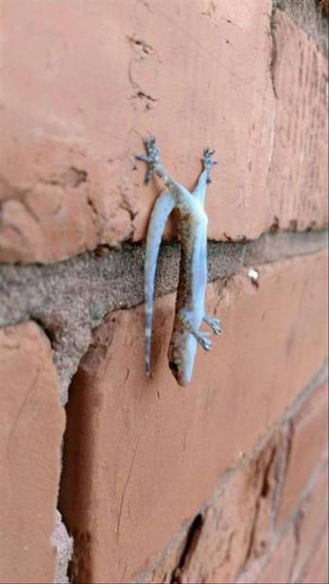 This little guy staying true to lady Gaga' lyrics, living on the edge of glory Regnul Animal, Cute Reptiles, 웃긴 사진, Reptiles And Amphibians, Weird Animals, Cute Creatures, Animal Planet, Funny Animal Pictures, Animal Photo