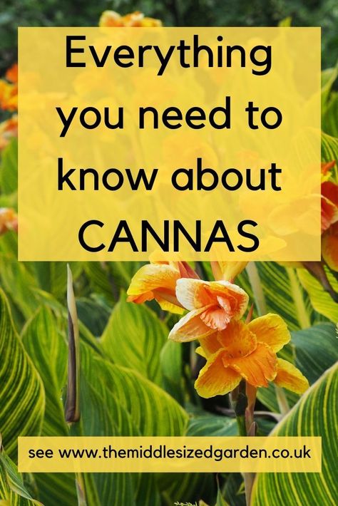 Cannas Plant, Cana Lilies, Canna Lily Garden, Canna Lillies, Flowering Shade Plants, Canna Flower, Canna Lilies, Growing Lilies, Low Maintenance Garden Design