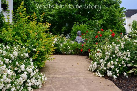 white drift rose and red carpet rose White Drift Roses, Bobo Hydrangeas, Bobo Hydrangea, Rose Hedge, Common Garden Plants, Drift Roses, Landscaping With Roses, Hydrangea Landscaping, Panicle Hydrangea