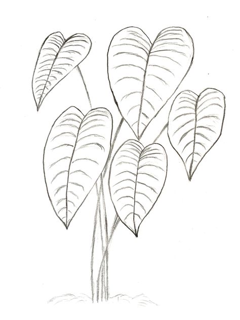 Elephant Ear Plant Drawing, Elephant Ears Drawing, Elephant Ear Plant Tattoo, Philodendron Drawing, Philodendron Tattoo, Elephant Ears Garden, Colocasia Plant, Elephant Ear Plant Care, Elephant Ear Plants