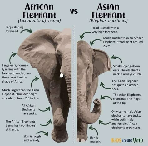 Zoology Aesthetic, Vet Study, Elephant Aesthetic, Elephant Symbolism, Wildlife Poster, Animal Infographic, Wildlife Facts, Elephant Facts, Pig Breeds