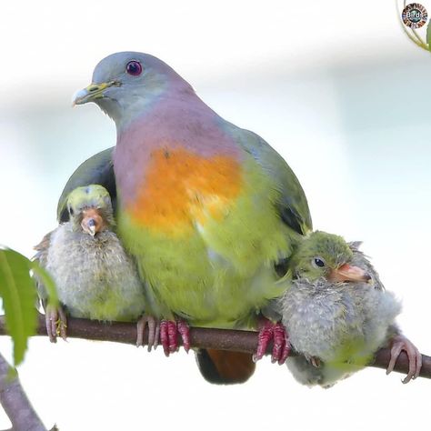 Part of the @Captures_Groups 🌐 on Instagram: “🌐 BIRDS CAPTURE OF THE DAY by @i_see_thelight ✨★ 🏆 Congratulations 🏆★✨⠀⠀⠀⠀⠀⠀⠀⠀ Species: pink-necked green pigeon (Treron vernans) Location:…” Pink Necked Green Pigeon, Real Birds, Pink Pigeon, Green Pigeon, Cute Pigeon, Pigeon Breeds, Dove Pigeon, Wildlife Biologist, Birds And The Bees