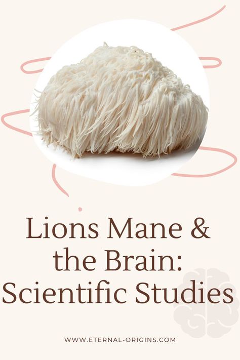 Lions Mane Benefits, Mushroom Benefits, The Aztecs, Lions Mane, Lions Mane Mushroom, Lion's Mane, Improve Gut Health, Improve Cognitive Function, Egyptian Hieroglyphics