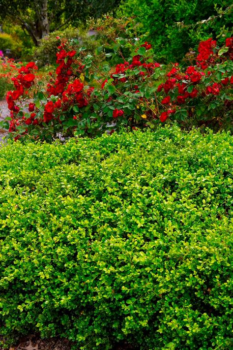 Buxus Microphylla, English Boxwood, Japanese Boxwood, Woodland Landscape, Buxus Sempervirens, Monrovia Plants, Succulent Tree, Village Green, Plant Catalogs