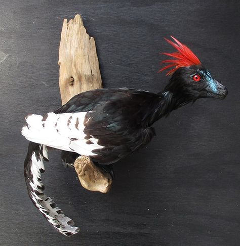 Anchiornis by Book-Rat Mythical Creature Art, Feathered Dinosaurs, Raptor Dinosaur, Prehistoric Wildlife, Dinosaur Images, Taxidermy Art, Ancient Animals, Prehistoric Art, Paleo Art