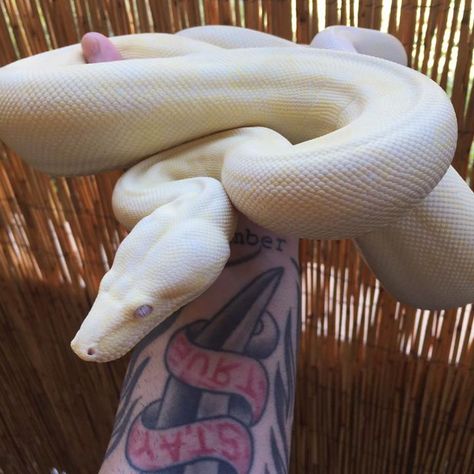 Beautiful Boa constrictor, Brandon Rage, Facebook Boa Constrictor Pet, Boa Constrictor Tattoo, Melanistic Animals, Boa Constrictor, Pet Snake, Beautiful Snakes, Reptile Snakes, Ball Python, Creepy Crawlies