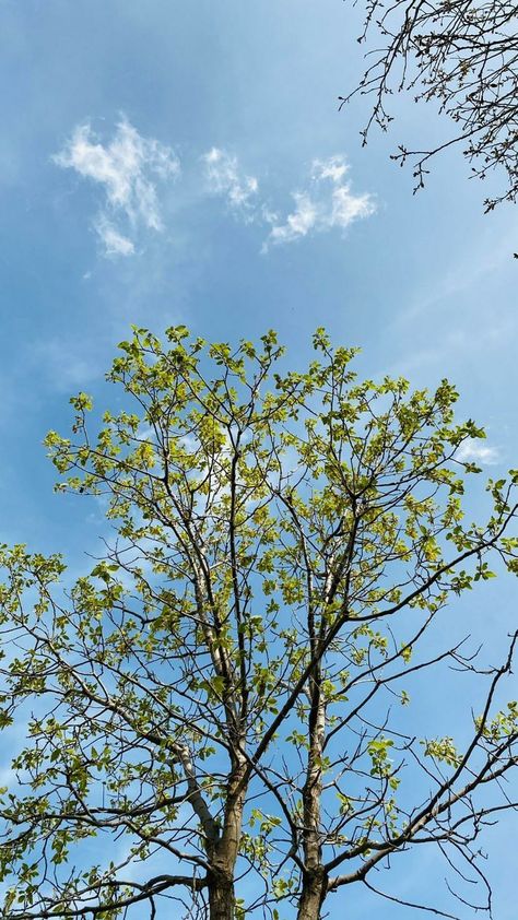 Backgrounds For Selfies, Hailey Scott, Wallpaper Tree, Blue Sky Photography, Sky Photography Nature, Sky Tree, Nature Instagram, Cloud Wallpaper, Blue Tree