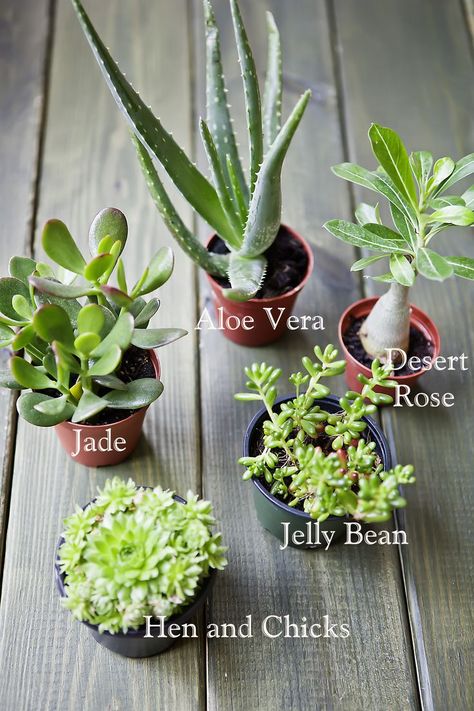 Top 10 Tips on Growing and Taking Care of Succulents - Top Inspired ขวดโหล Mason Jar, Taking Care Of Succulents, Mason Jar Succulents, Potted Succulents, Aloe Vera Plant, Best Indoor Plants, Succulent Gardening, Succulent Care, Mini Succulents