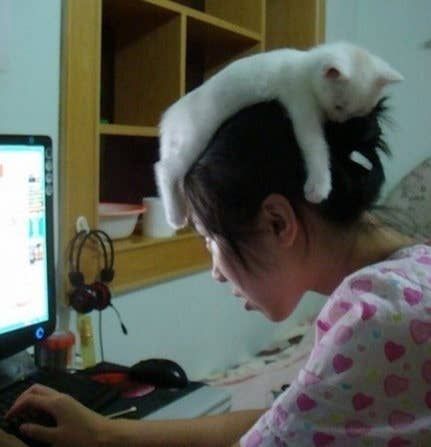 20 Cats That Are Doing It Wrong Silly Cats, Funny Animal Pictures, Pretty Cats, Funny Pics, Crazy Cat Lady, 귀여운 동물, White Cat, Crazy Cats, Cat Pics