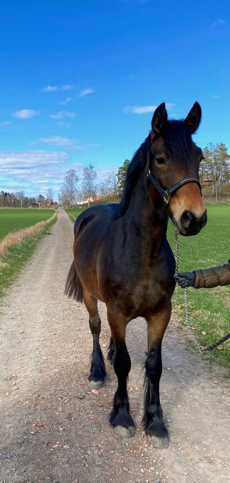 Bay Draft Horse, Welsh Cob Horses, Bay Welsh Pony, Welsh Cob Section D, Pretty Horse Breeds, Free Spirit Equestrian, Seal Brown Horse, Galineers Cob, Cobs Horse