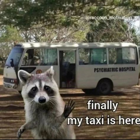 Cute Raccoon, Racoon, Tag A Friend, Double Tap, If You Love, Love This, Tap, Memes, On Instagram