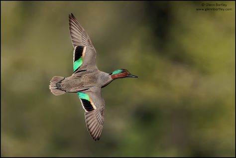 Green-winged Teal (Anas crecca) | Here's a stunner to start … | Flickr Churchill Manitoba, Duck Pictures, Victoria Bc Canada, Victoria Bc, Bc Canada, Wildlife Conservation, Nature Photographs, Vancouver Island, North America