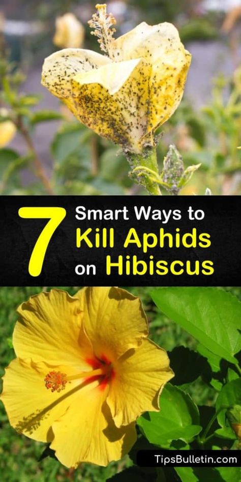 Caring For Hibiscus Plants, Cabbage Casseroles, Sick Plants, Hibiscus Tree Care, Aphids On Plants, Plant Lice, Hibiscus Care, Get Rid Of Aphids, Growing Hibiscus