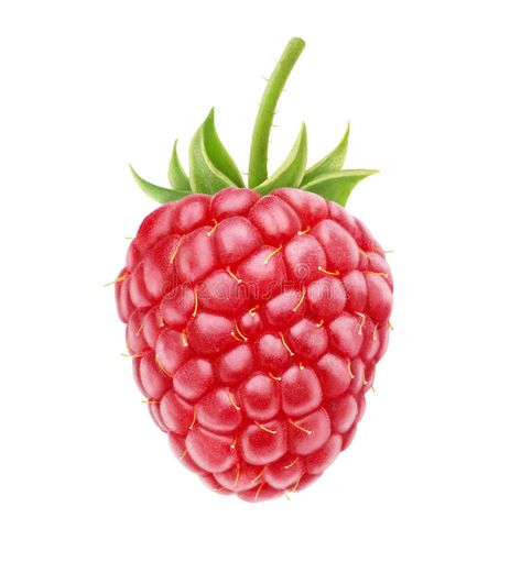 Raspberry Images, Greenhouse Interiors, Raspberry Fruit, Fruit Photography, Fruit Painting, Color Pencil Art, Fruit And Veg, Natural Forms, Art Challenge