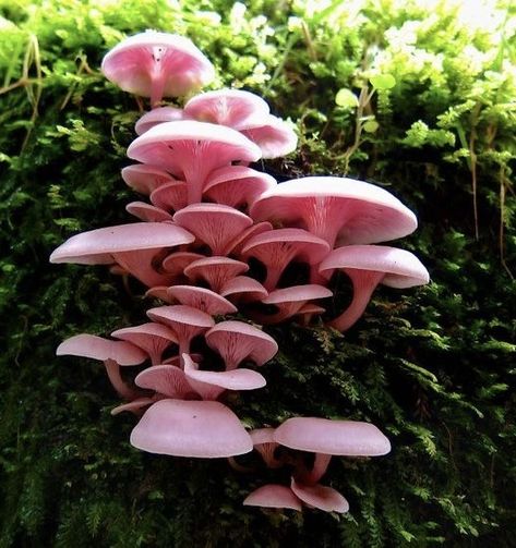 Puffball Mushroom, Pink Mushrooms, Mushroom Core, Orange Mushroom, Mushroom Pictures, Pink Mushroom, Mushroom Fairy, Mushroom Fungi, Mystical World