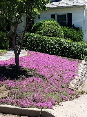 Grassless Yard, Creeping Thyme Ground Cover, Red Creeping Thyme, Backyard Halloween Party, Halloween Party For Kids, Grass Alternative, Goals 2023, Gardening Backyard, Creeping Thyme