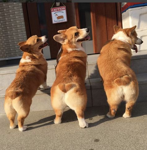 These heart butts are the cutest. Here Are 50 Corgi Booties From Instagram That Will Give You Life Husky Corgi, Welsh Corgi Pembroke, Corgi Names, Animal Therapy, Fluffy Corgi, Dog Pack, Cute Corgi Puppy, Pembroke Welsh Corgi Puppies, Corgi Dogs