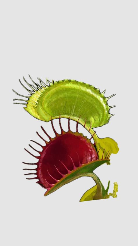 Venus Flytrap Plant, Single Page Website, Weird Plants, Fungal Nail, Plant Fungus, Venus Fly Trap, Fly Traps, Plant Photography, Plant Aesthetic