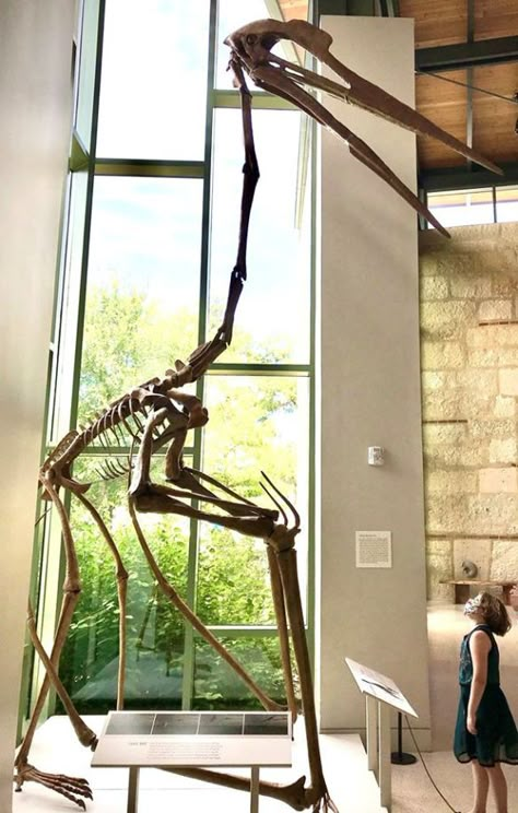 Fossil Museum, Prehistoric Animals Dinosaurs, Prehistoric Wildlife, Animal Skeletons, Cretaceous Period, Fossil Bones, Jurassic World Dinosaurs, Dinosaur Skeleton, Prehistoric Art