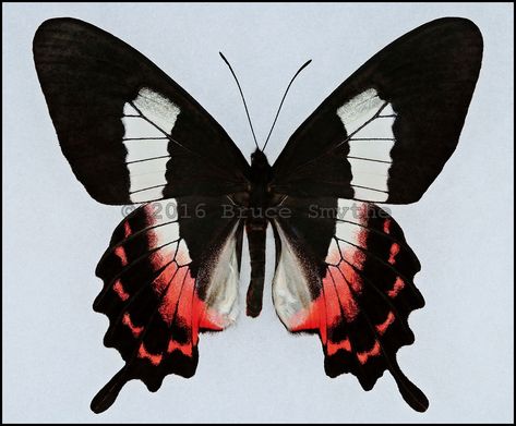 Rare Butterflies, Swallowtail Butterfly, Character Inspo, Bugs And Insects, Animal Illustration, Aesthetic Wallpaper, South America, Rio De Janeiro, Habitat