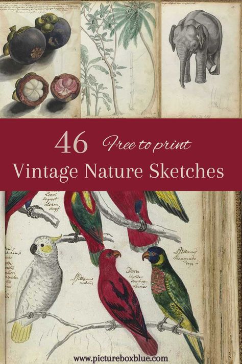 Jan Brandes' vintage nature illustrations are a treasure trove of detailed, accurate depictions of animals and plants from Asia. Now, thanks to the public domain, you can print these exquisite illustrations for free and bring the beauty of the natural world into your home. Whether you're an art lover, a natural history buff, or simply appreciate the beauty of the world around us, these vintage natural history sketches are sure to inspire and delight. With their stunning detail and vibrant ... Public Domain Art Illustration, Public Domain Images Vintage, History Sketches, Public Domain Art, Natural History Illustration, History Drawings, Public Domain Books, Nature Illustrations, Field Journal