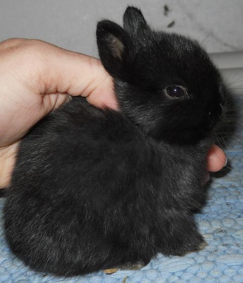 Bunnies For Sale, Black Bunny, Black Rabbit, Pet Ideas, Fluffy Bunny, Bunny Pictures, Pet Bunny, Favorite Animals