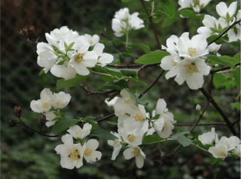 Northwest Native Plants, Leaf Mulch, Native Plant Landscape, Texas Native Plants, Florida Native Plants, Woodland Plants, Mock Orange, Woodland Flowers, California Native Plants