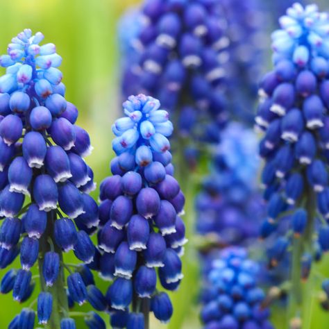 Muscari Flowers, Grape Hyacinth, Hyacinth Flowers, Spring Bulbs, Front Garden, Outdoor Plants, Dream Garden, Horticulture, Cottage Garden