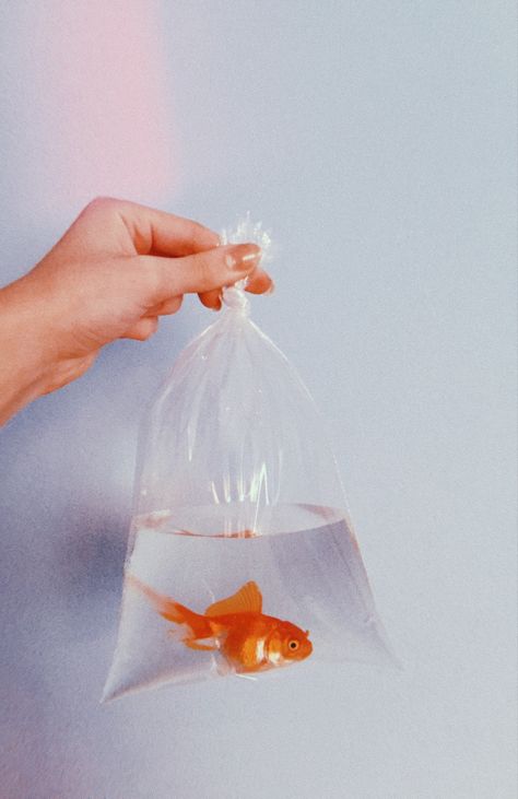 Fishbowl Photography, Fishbowl Aesthetic, Fish In Plastic Bag, Goldfish Bag, Goldfish In A Bag, Apple Images, 귀여운 음식 그림, Photoshop Projects, Digital Art Beginner