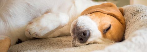 Learn common reasons why dogs often twitch while they sleep, as well as what to do if the twitching becomes severe or has other associated symptoms. Dog Whining, Beagle Breeds, Pets Supplies, Sleepy Dogs, Sleep Funny, Cool Dog Beds, Orthopedic Dog Bed, Sarasota Florida, Beagle Dog