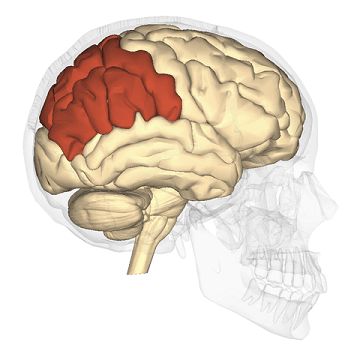 El lóbulo parietal es uno de los cuatro grandes lóbulos que conforman la corteza cerebral de los seres humanos. Se localiza en la zona interior del encéfalo, justo en la región donde recae el hueso parietal. Brain Lobes, Music And The Brain, Ap Psychology, Brain Memory, Brain Structure, Frontal Lobe, Brain Anatomy, Spatial Relationships, Heart Function