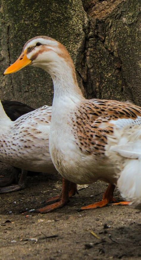 Female Duck, Backyard Ducks, Brown Image, Paper Sculptures, Paper Sculpture, Ducks, Photo Image, Design Inspiration, Art Design