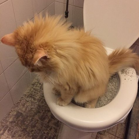 Second Week of Toilet Training: How to return to the previous step Cat Toilet Training, Cats And Cucumbers, Thumbs Up Sign, Cat Plants, Cat Purr, Cat Toilet, What Cat, Healthy Cat, Training Kit