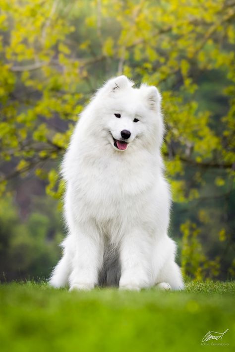 Samoyed Photography, Worlds Biggest Dog, Big Dogs Breeds, Biggest Dog In The World, Biggest Dog, Samoyed Dog, Big Dog Breeds, Aesthetic Dog, Dog Aesthetic