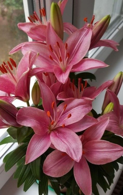 Pink Lilies, Stargazer Lily, Boquette Flowers, Nothing But Flowers, Orchid Flowers, Flower Therapy, Beautiful Bouquet Of Flowers, Beautiful Flowers Pictures, All Flowers