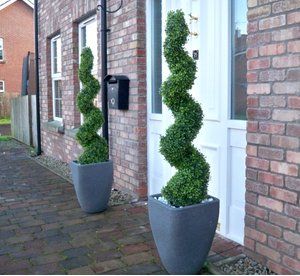 2 Best Artificial (TM) 120cm 4ft Boxwood Buxus Topiary Spiral Trees Professional Quality **UV Fade Protected** Evergreen Landscaping, Spiral Topiary, Front Door Plants, Front Door Planters, Boxwood Tree, Door Planter, Spiral Tree, Boxwood Balls, Patio Trees