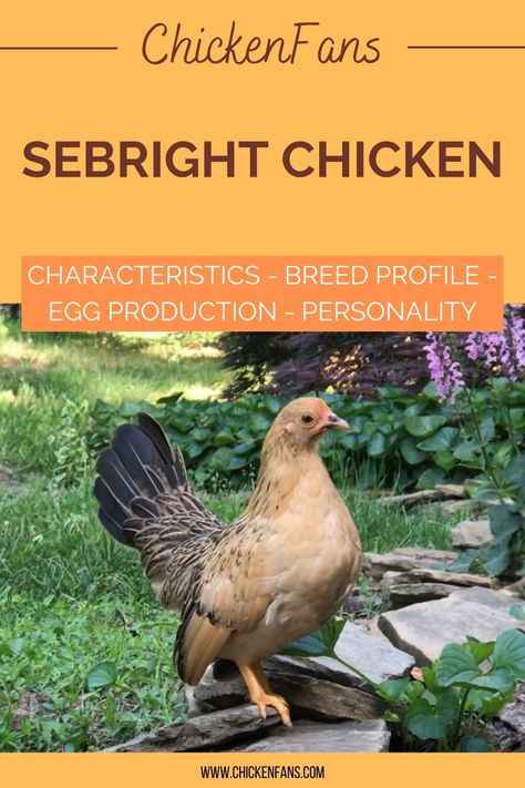 For chicken keepers who favor sweet-natured and ornamental breeds, a Sebright chicken is a good choice. With patterned plumage and a delicate structure, Sebright chickens are sought-after for their exotic looks and unique features. They are also a hot favorite for those who love true bantams, especially hobby keepers and exhibitors. Sebright Chicken, Cochin Bantam, Chicken Breeds For Eggs, Bantam Breeds, Bantam Chicken Breeds, Bantam Chicken, Meat Birds, Farm Chickens, Bantam Chickens