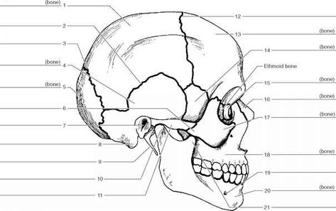 Label Skull Bones Worksheet Anatomy Worksheets, Skeletal System Anatomy, Tattoo Crane, Axial Skeleton, Human Skeletal System, Medical School Quotes, Human Skeleton Anatomy, Anatomy Coloring Book, Anatomy Bones