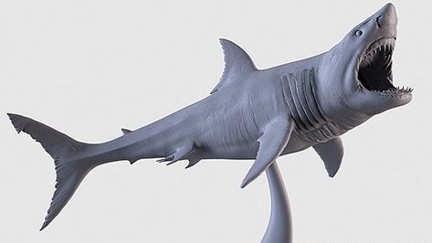 Shark Statue, White Sharks, Zbrush, Design Digital, Jewelry Design, Statue, Illustrations, White, Quick Saves