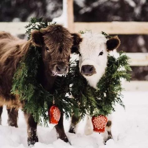 I Love Cows, Mini Highland Cow, Christmas On The Farm, Pet Cows, Christmas Wallpaper Iphone Cute, Cow Photography, Cow Wallpaper, Cow Photos, Mini Cows